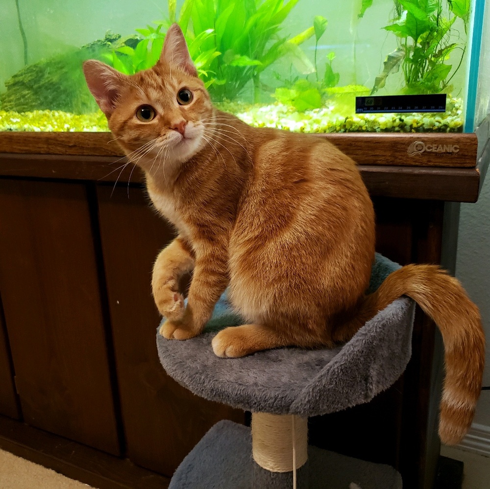 Meet your Posher, Amy